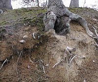 eroding tree roots