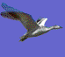 goose in flight