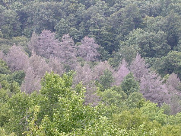 dying hemlocks at Warspur Trail in Giles County