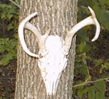 deer
antlers