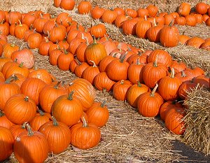 Fall Pumpkins on US 24, near Roanoke