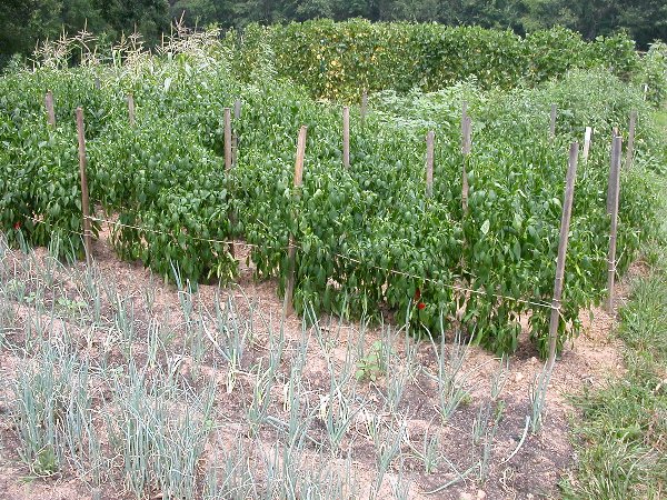 Urban Garden in Fairfax County