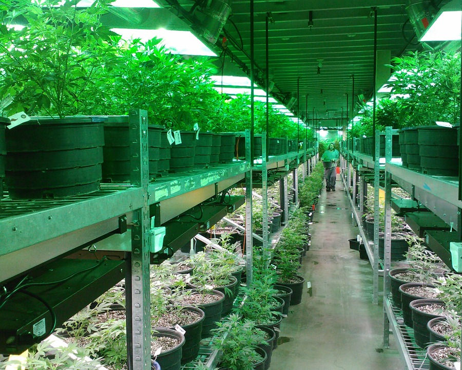 cultivating medical marijuana became legal in Virginia in 2018
