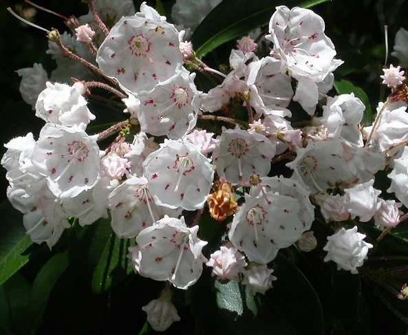 mountain laurel blossoms