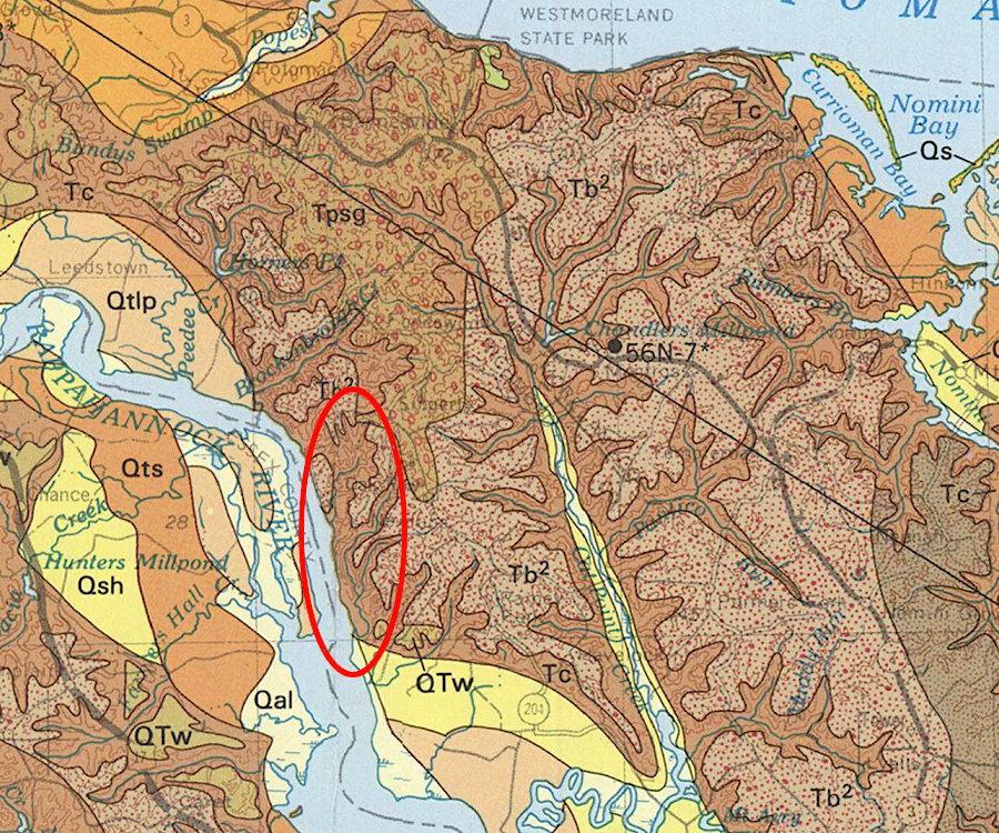 the unconsolidated sediments at Fones Cliffs are mapped as part of the Chesapeake Group (TC), deposited when sea levers were higher over 5 million years ago