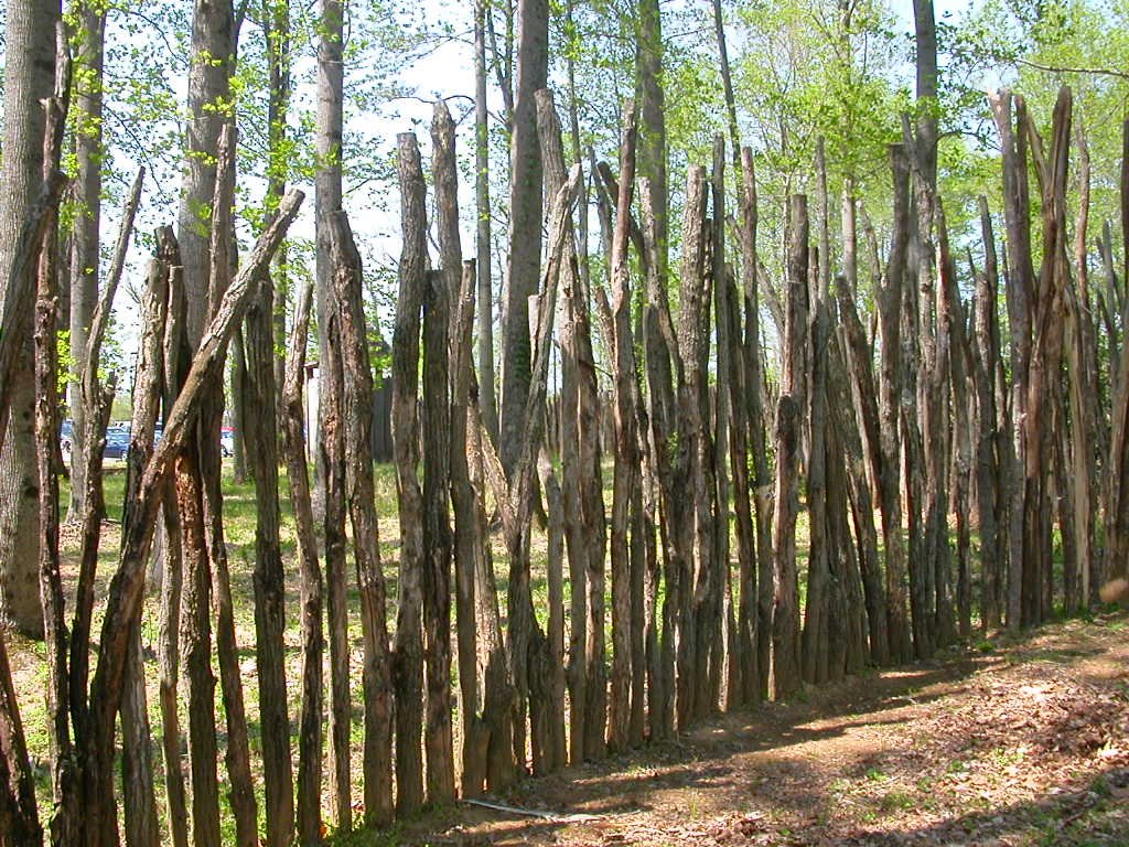 how a Native American palisade may have looked, if poles were placed close together without woven vines/branches (reconstructed at Henricus Historical Park in Chesterfield County)