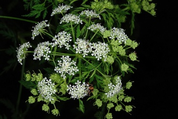 Opechancanough had planned in 1621 to poison colonists with water hemlock (above), but his efforts to acquire a stockpile from the Eastern Shore led to revelation of his plan