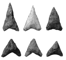 small triangular points, developed in Woodland Period and suitable for arrowhead tips