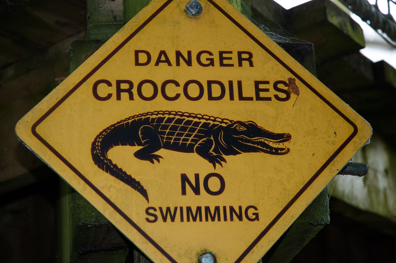 at some point, swimmers in Virginia will need to watch out for alligators