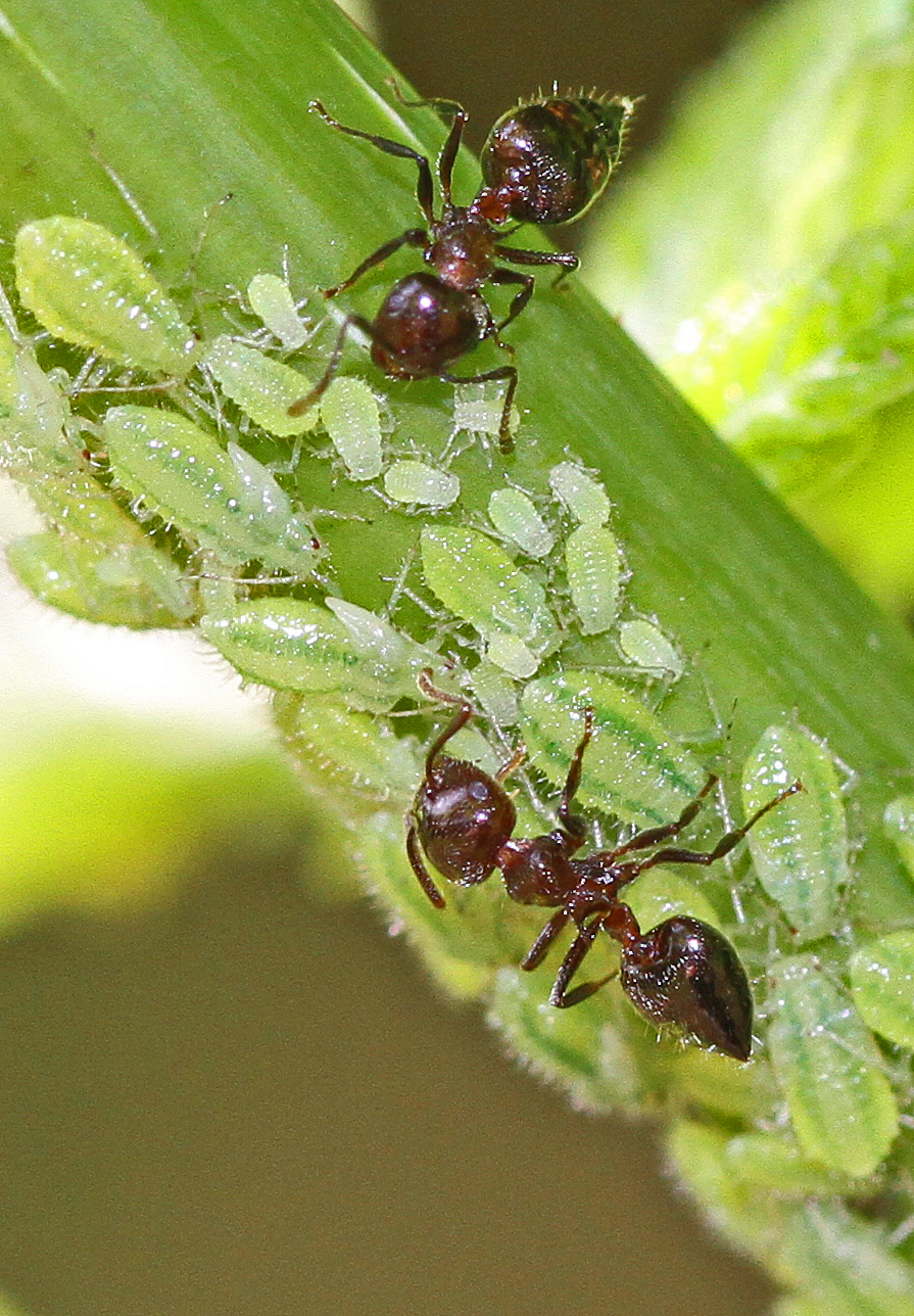 ants farm aphids