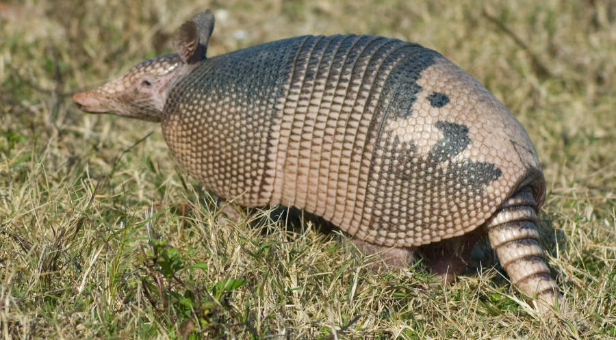 wayward male armadillos reached Virginia in 2019