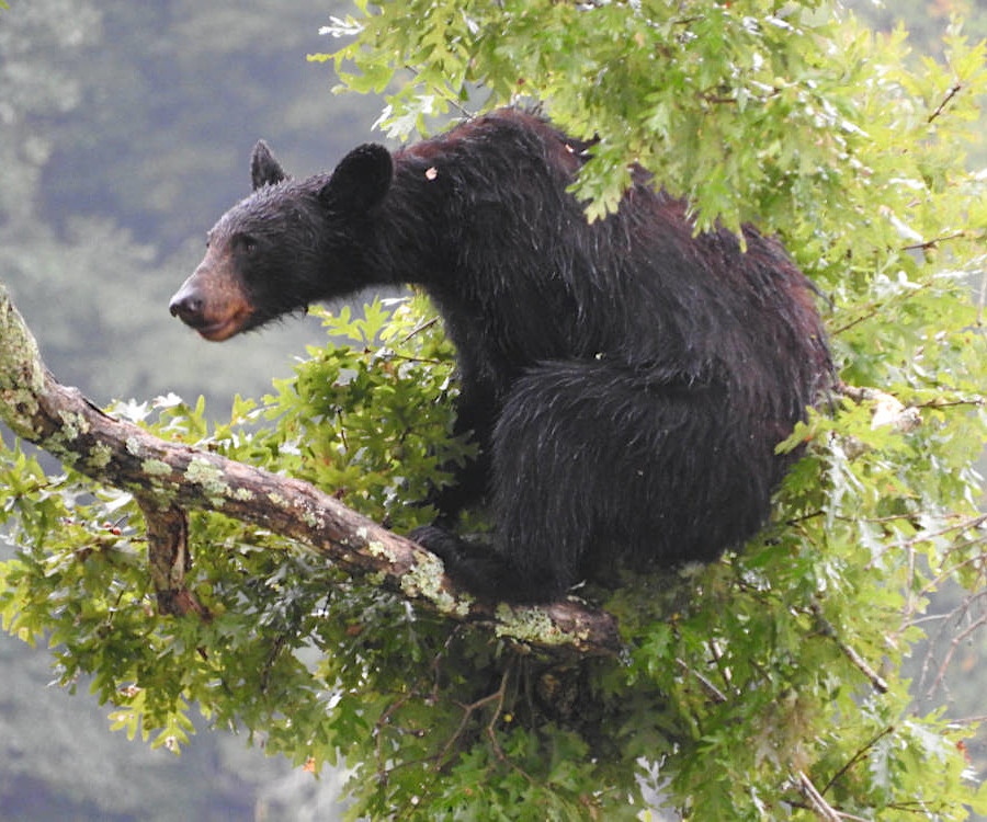 black bears climb trees to find shelter, or escape hunters with dogs