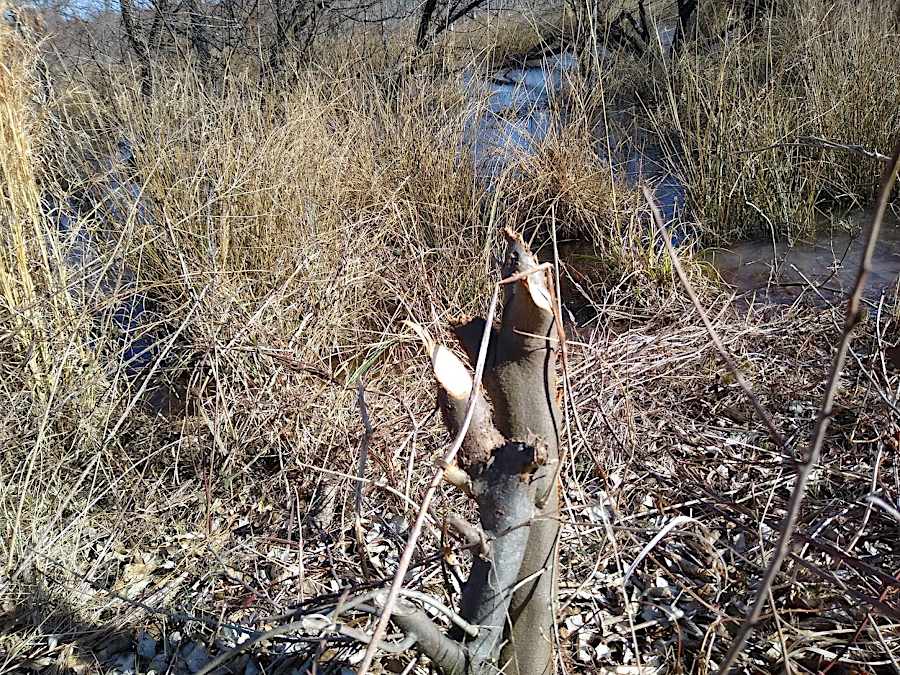 sharp stumps are a sign of beaver activity in the area