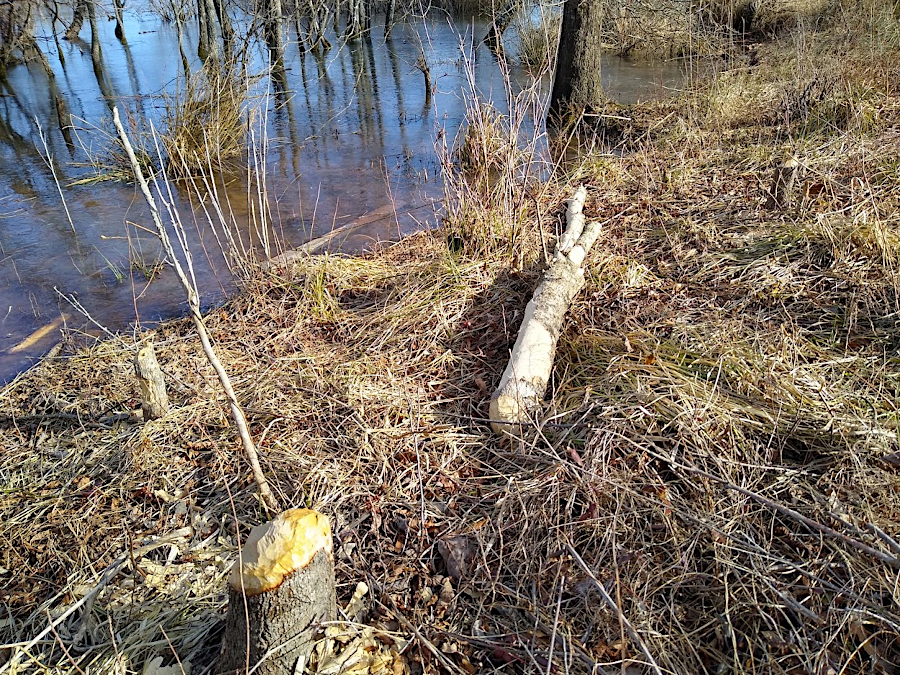 beavers cut trees and chew on the bark for food