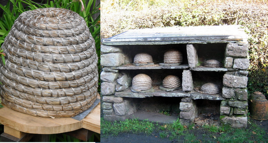 Virginia colonists raised honeybees in traditional skeps; the modern hive was not invented until 1851