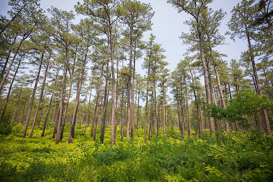 in 2022, the habitat at Big Woods Wildlife Management Area and Piney Grove Nature Preserve supported 74 adult red-cockaded woodpeckers