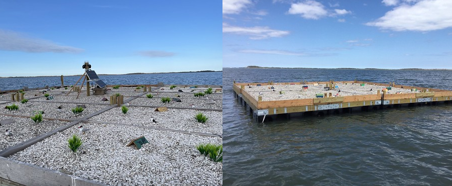 Maryland has also created artificial platforms to expand nesting habitat, as natural islands disappear