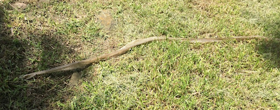 black snake skin at Brawner Farm (Manassas National Battlefield Park)