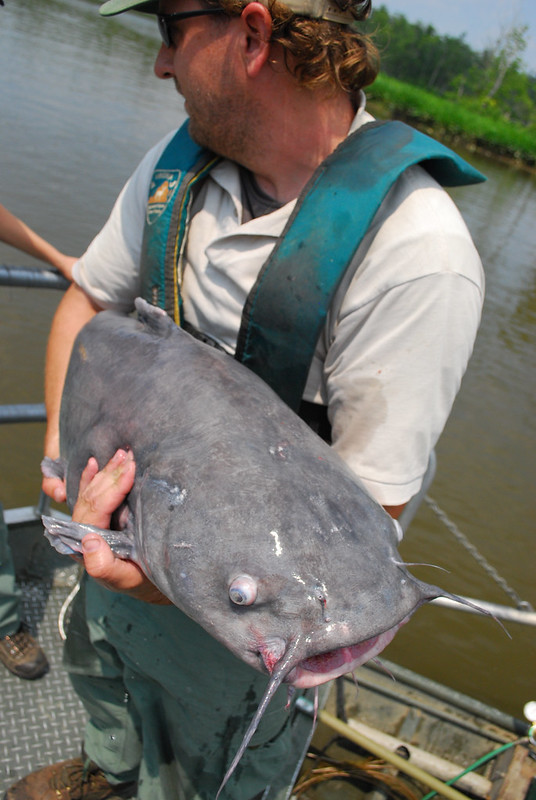 electrofishing in the James River allows biologists to estimate the population of blue catfish