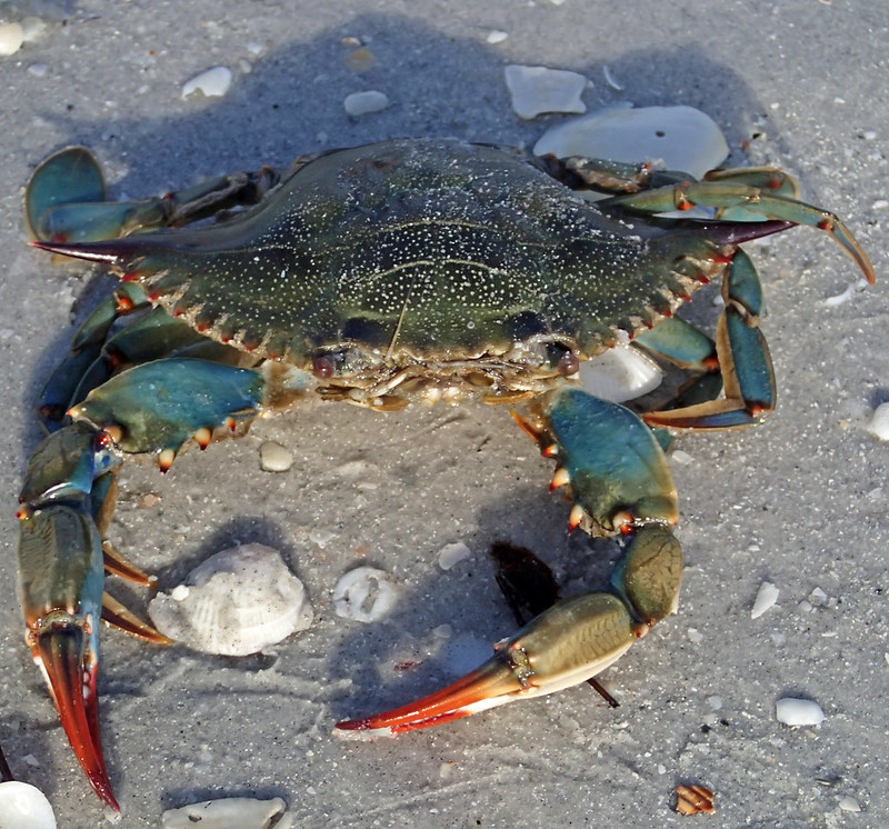blue crabs are native from the Gulf of Mexico to New England, bur are an invasive species in Europe
