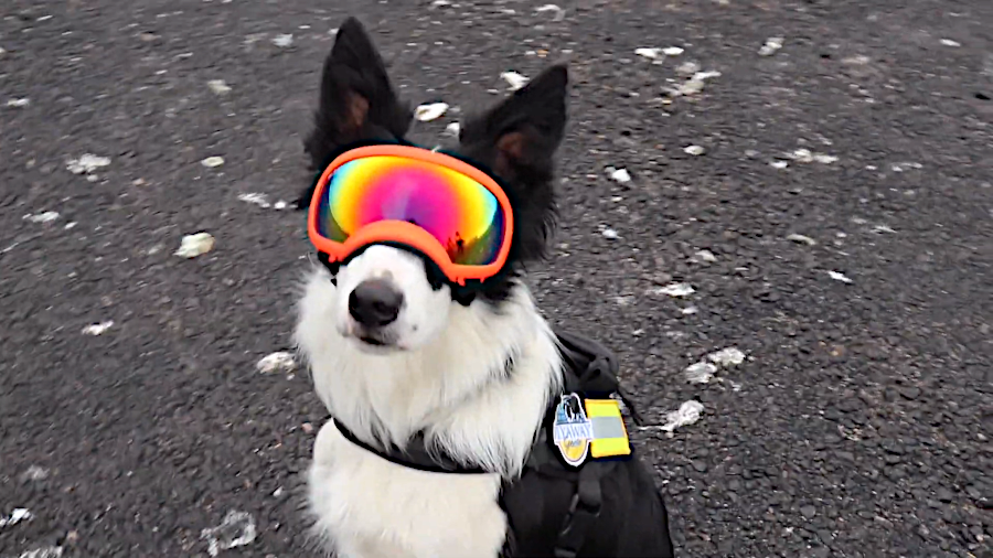 border collies, wearing protective goggles and foot coverings, chased birds off South Island in 2020