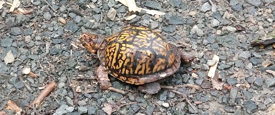 Eastern Box Turtle (Terrapene carolina)