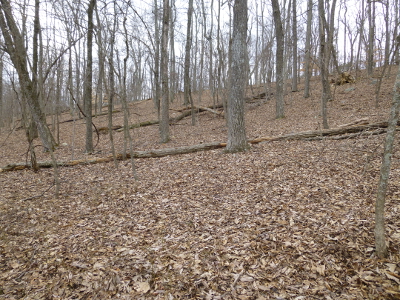 non-resistant chestnut seedlings were planted on Bull Run Mountain in Prince William County in 2011-12 to test ability to survive deer, rodents, and storms