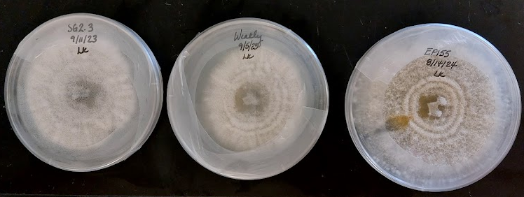 three strains of the chestnut blight fungus, Cryphonectria parasitica, are used to test resistance at Meadowview Research Farms