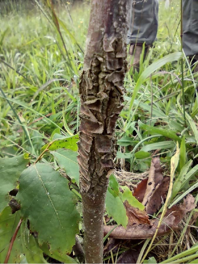 chestnut cankers appeared later in Darling 58 trees planted at Virginia Tech's Kentland Farm