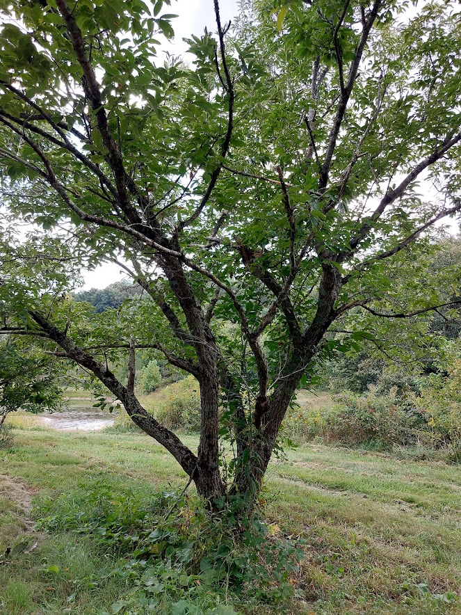 Chinese chestnut trees have multiple trunks and grow only to 50' high