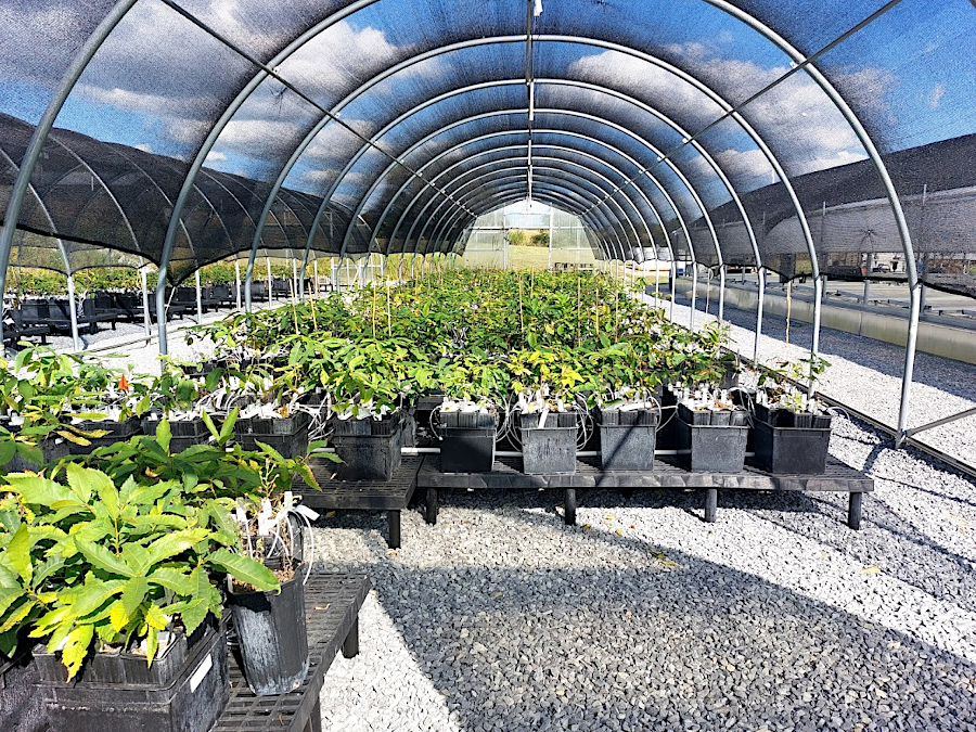 greenhouses at the Meadowview Research Farms