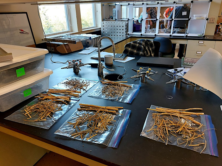 inside the Glenn C. Price Laboratory of The American Chestnut Foundation, at Meadowview Experimental Farms in Washington County