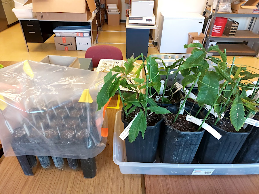 inside the Glenn C. Price Laboratory of The American Chestnut Foundation, at Meadowview Experimental Farms in Washington County