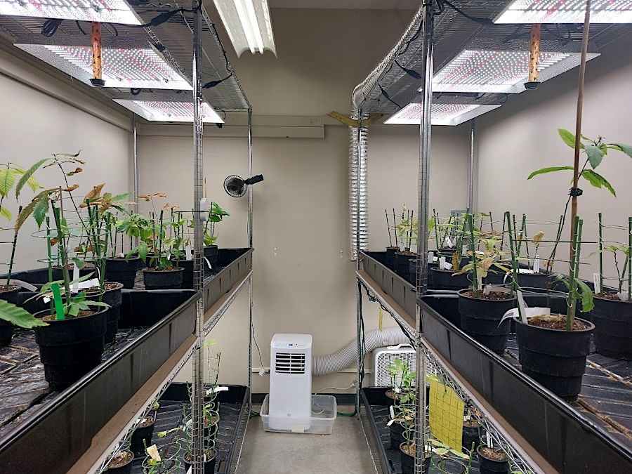 16 hours of full spectrum light per day at the Glenn C. Price Laboratory causes chestnuts to mature early