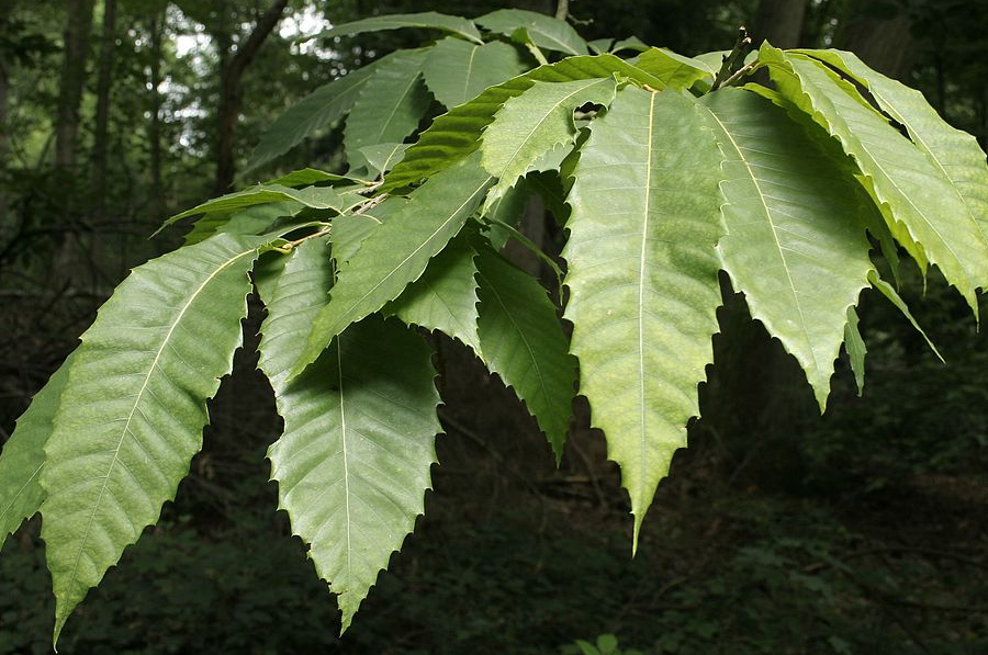 the American chestnut (Castanea dentata) has large curved teeth on leaf margins