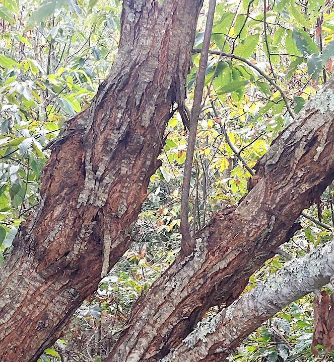 vertical chestnut cankers indicate resistance, as wound tissue isolates the infection