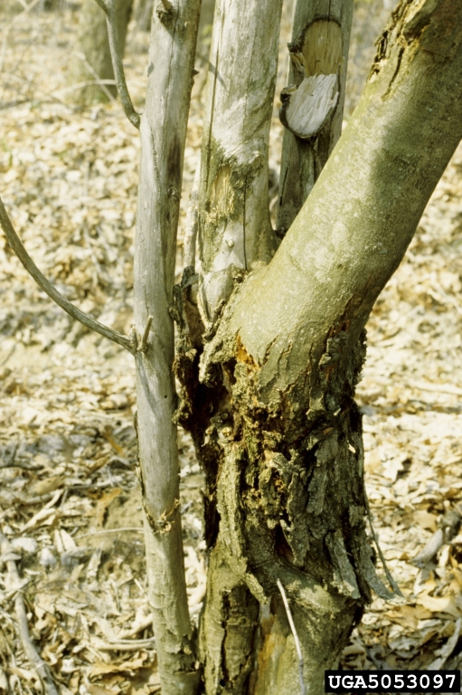 the fungal hyphae of the blight grow faster than wound tissue, but adding genes to create the OxO enzyme might allow chestnuts to survive an infection