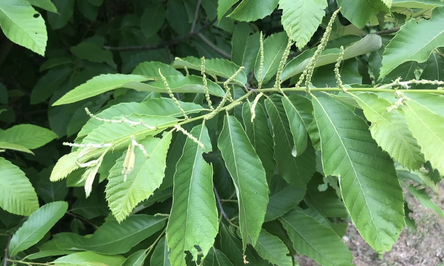 the Alleghany Chinkapin (Castanea pumila), with less-pointed leaf margins,  overlaps with the range of the American chestnut (Castanea dentata)