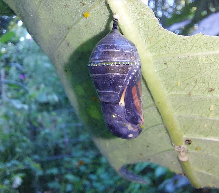monarch caterpillars spend time in a chrysalis to metamorphose into butterflies