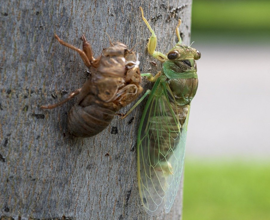 cicadas leave their last instar skin as a dry exoskeleton, before flying away on new wings