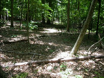 sunlight reaching the ground under a mature forest canopy