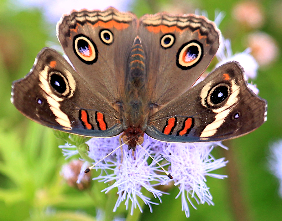 the Common Buckeye butterfly migrates from Florida into Virginia for the summer