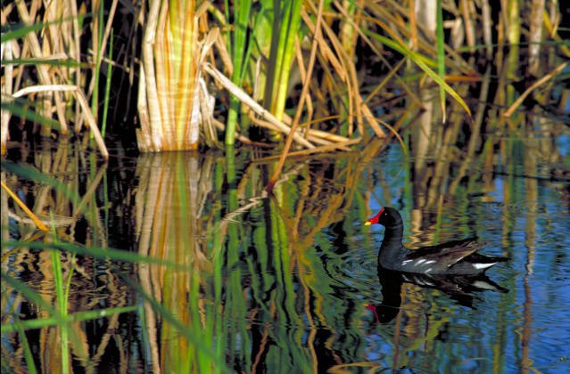 species that are rare in Virginia, such as the Common Moorhen (Gallinula chloropus), may be common in other places and require no special protection