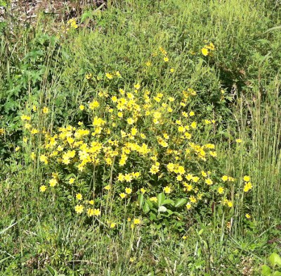coreopsis on roadside at Rosewell (Gloucester County)