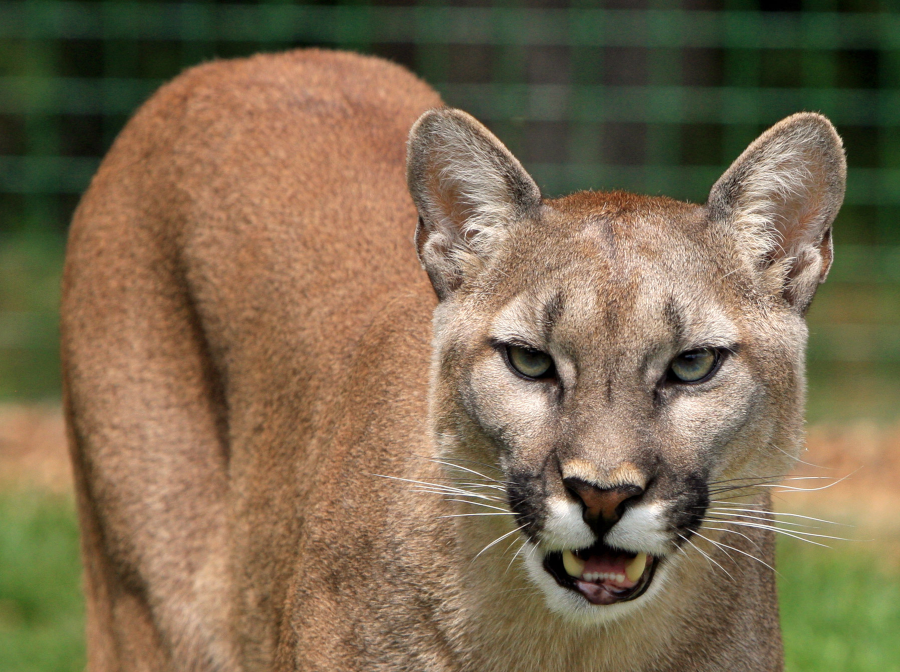 cougar species name