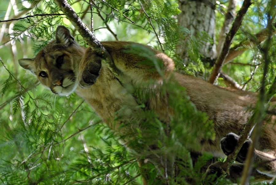 the Eastern Cougar is prefers a habitat with trees