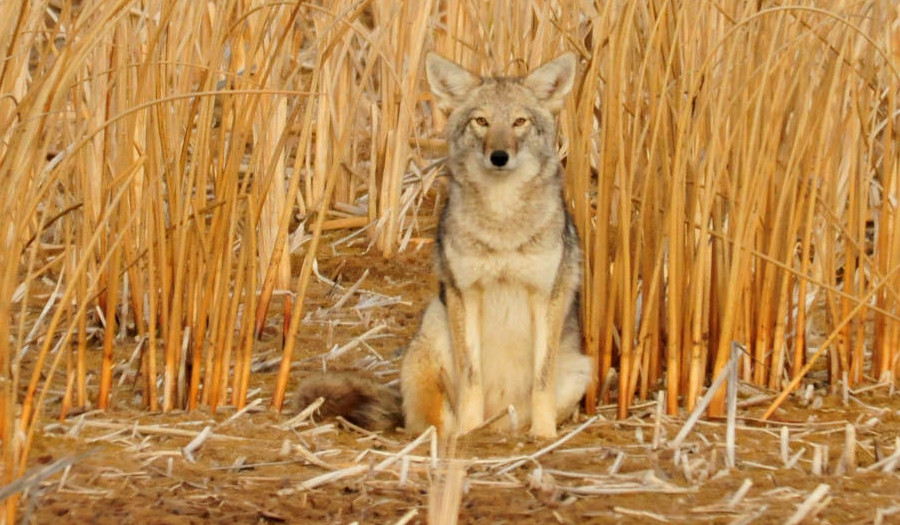 coyotes have adapted to live in swamps, forests, deserts, and a wide variety of ecosystems
