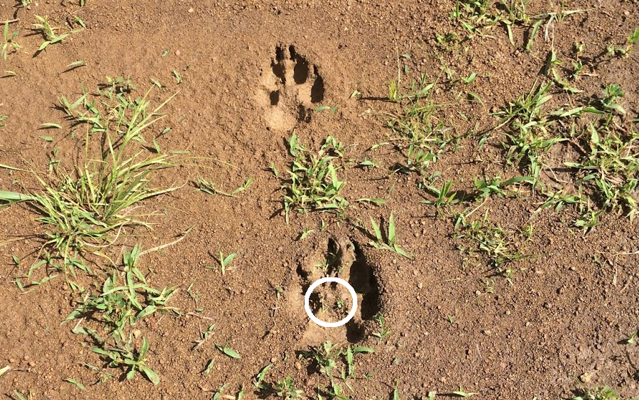 modern coyote footprint on Manassas Battlefield National Park (raised pad in middle is uncommon for domestic dogs that walk on hard surfaces)