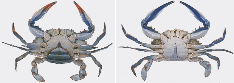 compared to a female crab (on left), a male crab known as a 