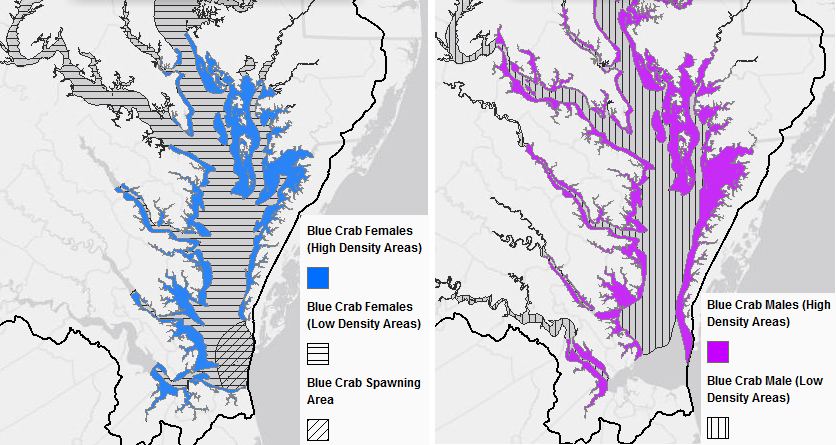 in the summer, male crabs are far more common than female crabs in the Potomac River up to King George County